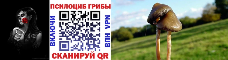 Псилоцибиновые грибы мицелий  наркотики  Светлый 
